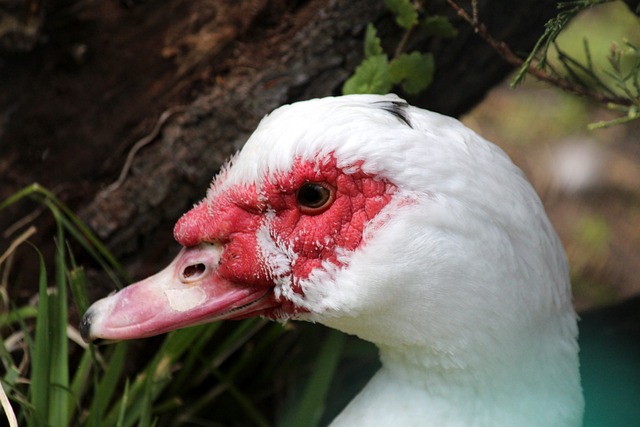 南安普敦几 南安普敦几